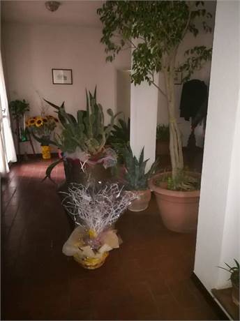 INGRESSO
